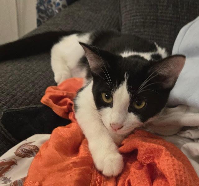 Enlarge Kahlua, a Adoptable American Shorthair in Tustin, CA image 2/6