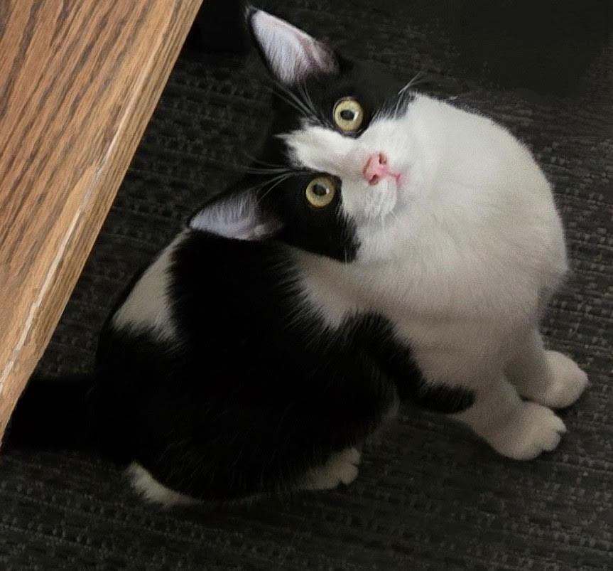 Kahlua, Adoptable, Young Female American Shorthair.