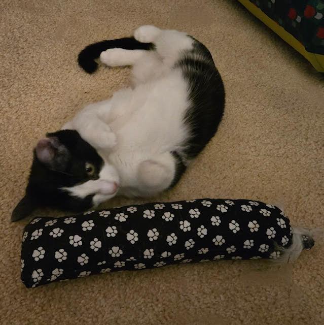 Enlarge Kahlua, a Adoptable American Shorthair in Tustin, CA image 5/6