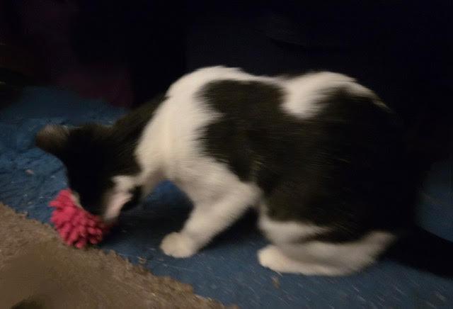 Enlarge Kahlua, a Adoptable American Shorthair in Tustin, CA image 6/6