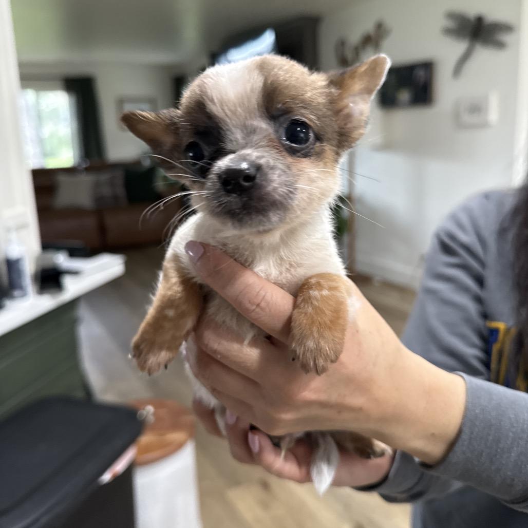 Enlarge Rio, a Adoptable mixed breed in Sacramento, CA image 1/2