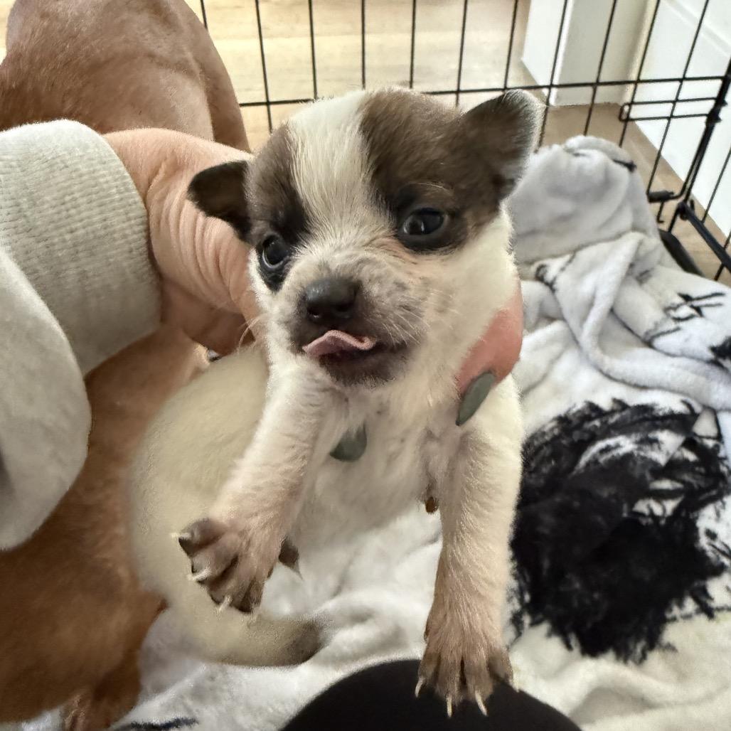 Enlarge Rio, a Adoptable mixed breed in Sacramento, CA image 2/2