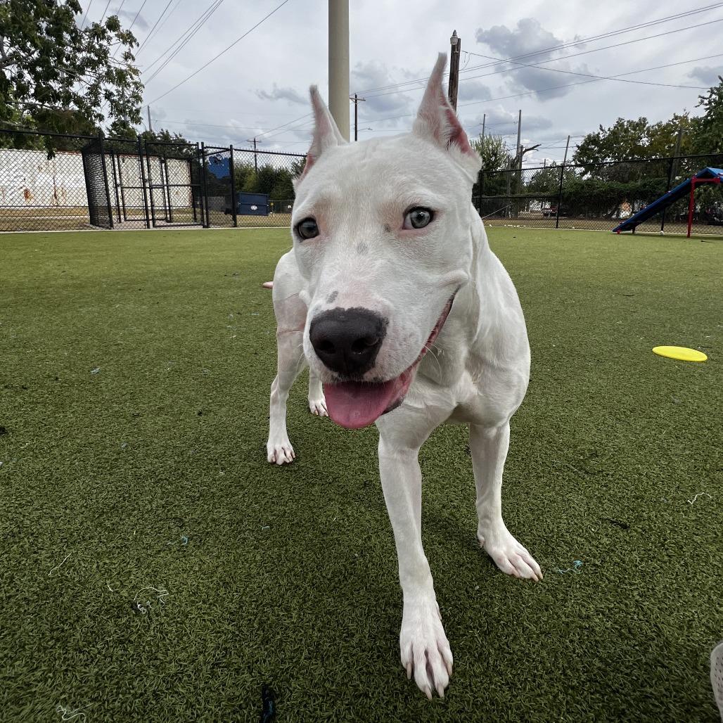 Ponta, Adoptable, Young Female Pit Bull Terrier.
