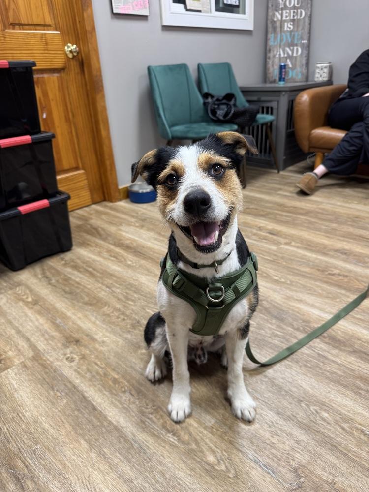 Max, Adoptable, Adult Male Mixed Breed.
