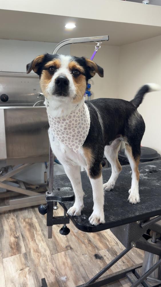 Max, a Adoptable mixed breed in Frankfort, NY image 2/5