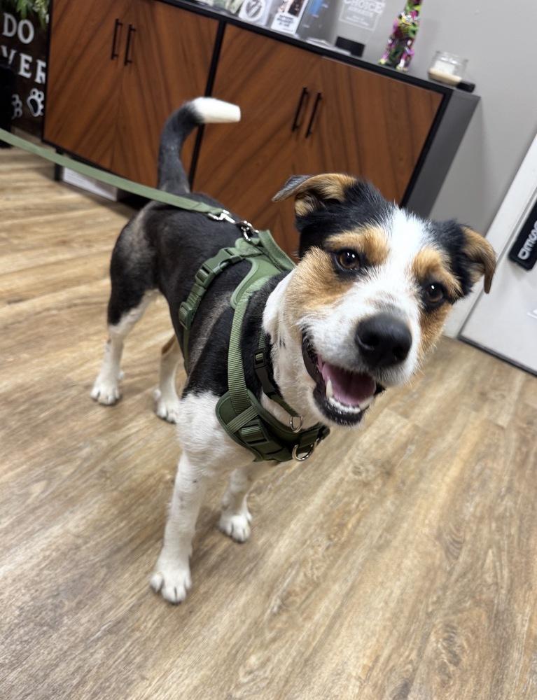 Max, a Adoptable mixed breed in Frankfort, NY image 3/5