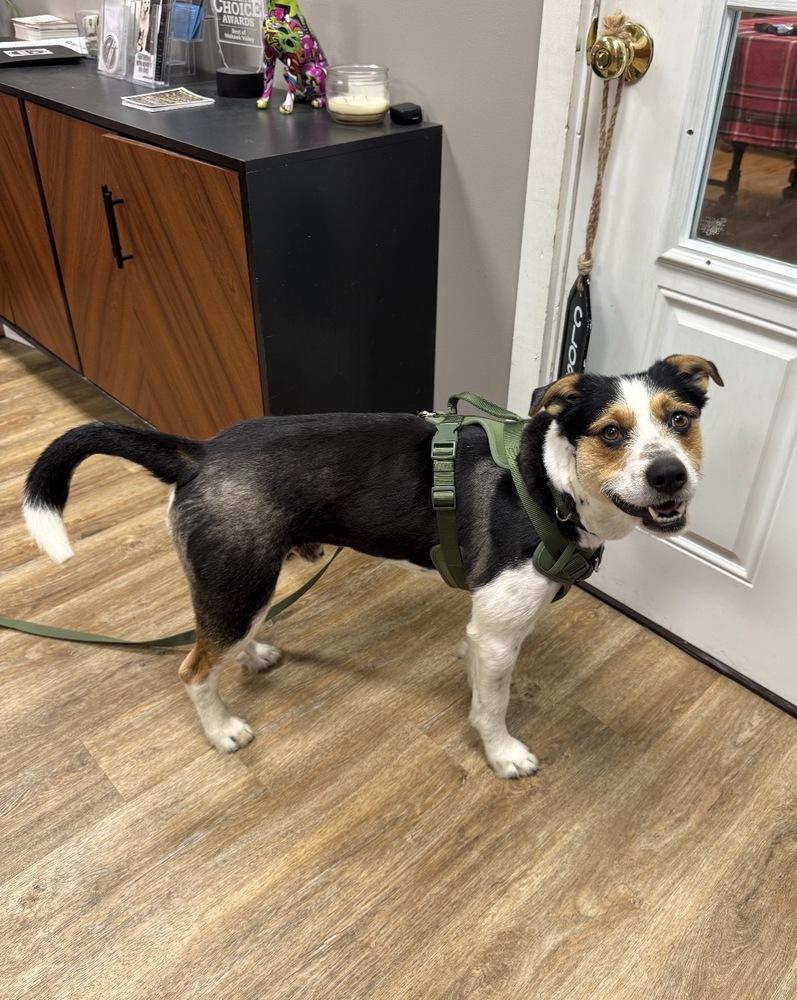 Max, a Adoptable mixed breed in Frankfort, NY image 4/5