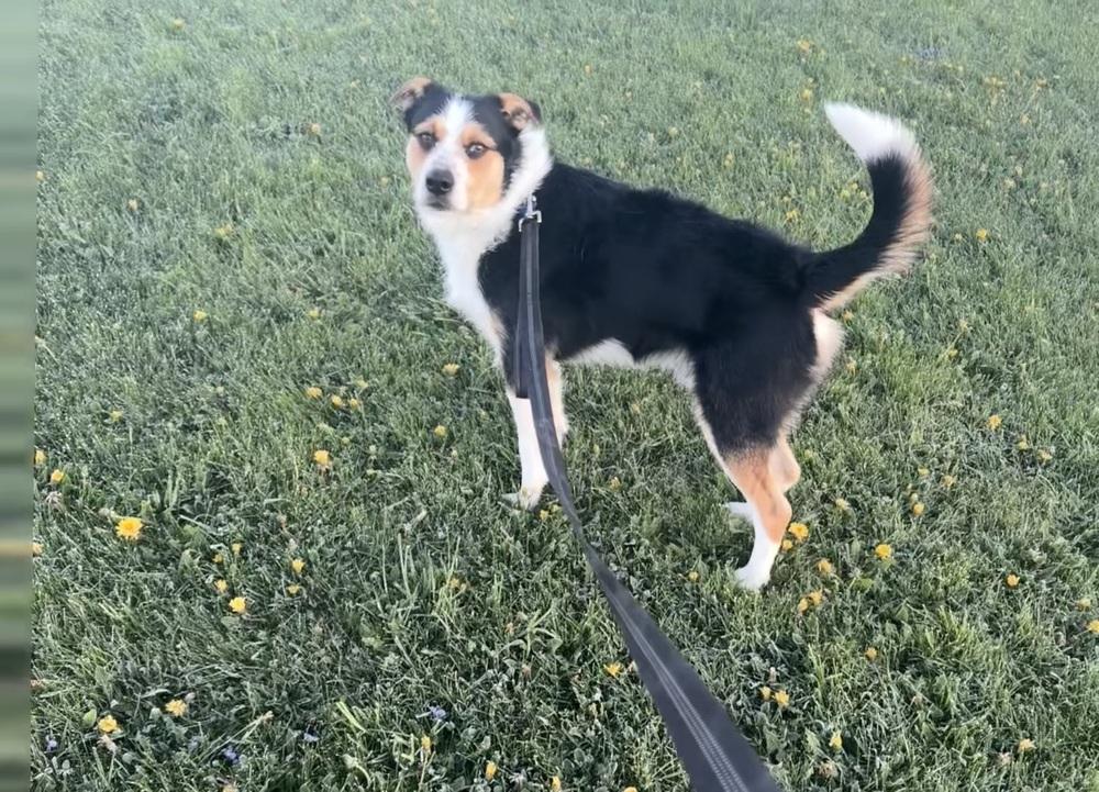 Max, a Adoptable mixed breed in Frankfort, NY image 5/5