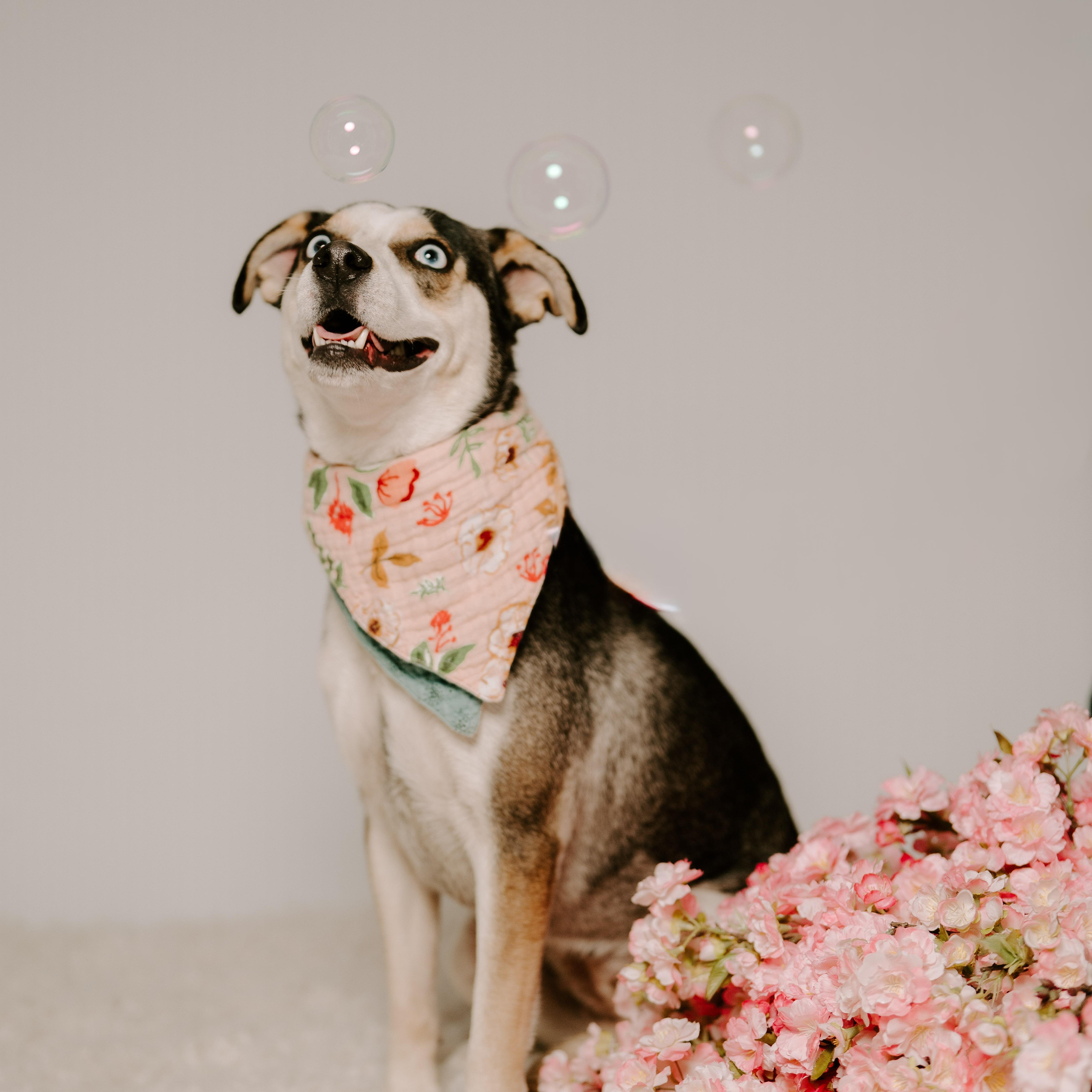 Beyonce, a Adoptable mixed breed in Englewood, CO image 4/6