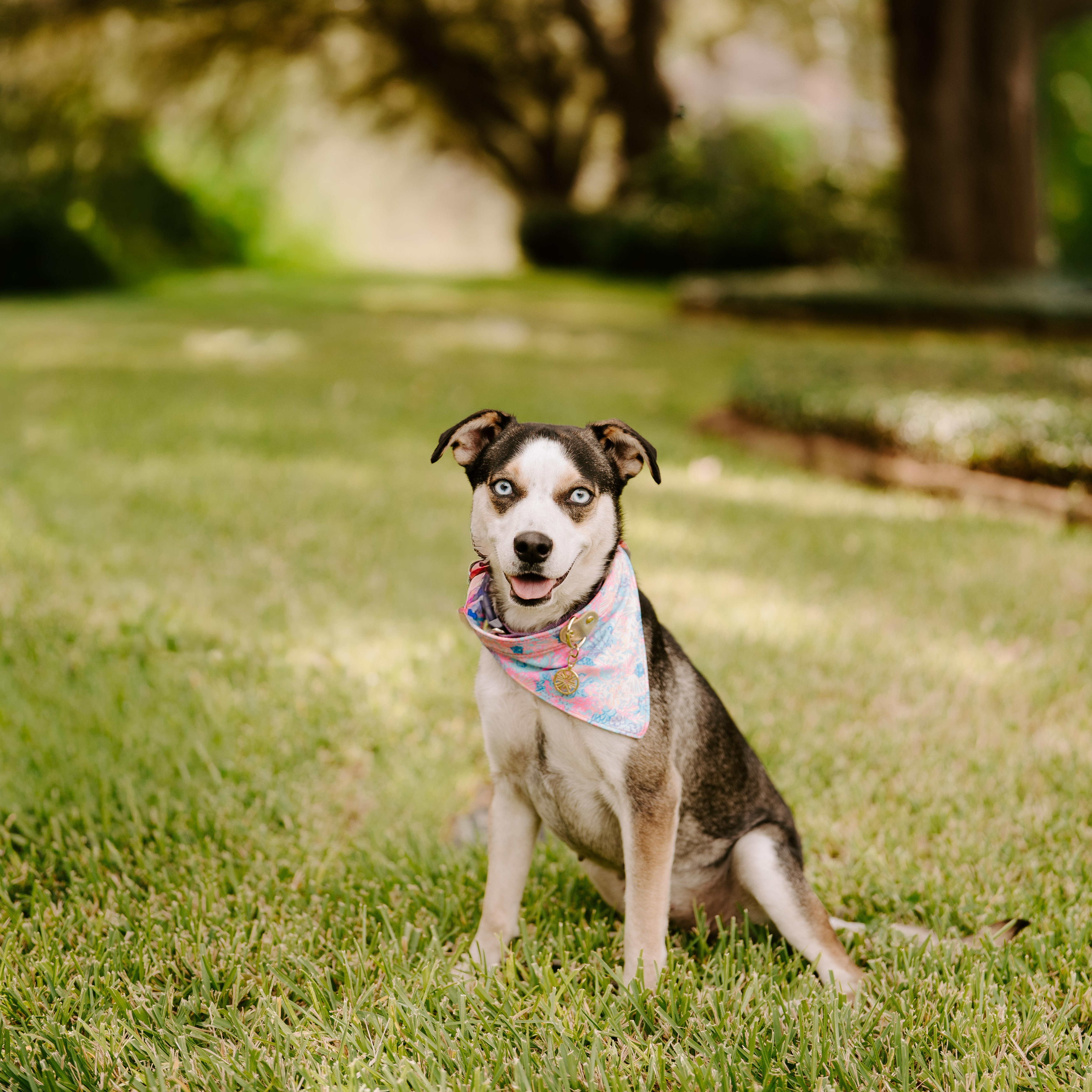 Beyonce, a Adoptable mixed breed in Englewood, CO image 2/6