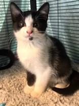 Enlarge Swiper, a ADOPTABLE Domestic Short Hair in Battle Creek, MI image 1/1