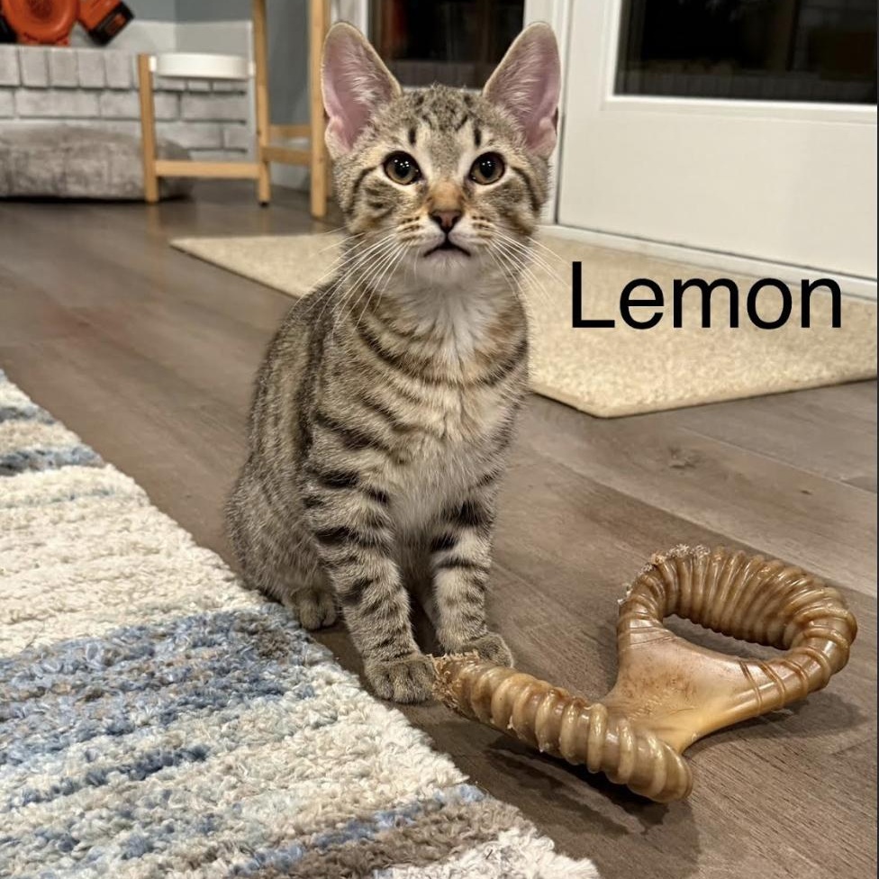 Lemon