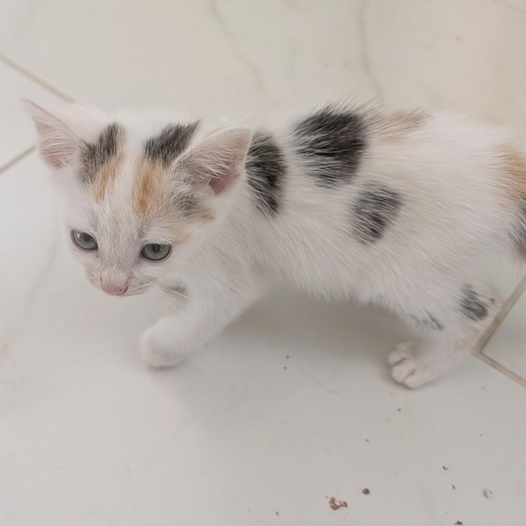 Madras in Frederick, MD, Adoptable, Kitten Female Domestic Short Hair.