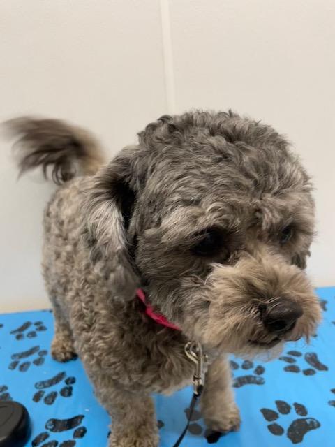 Finn, adopted, Adult Male Shih Tzu & Poodle.