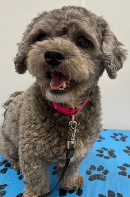 Enlarge Finn, an adopted mixed breed in Memphis, TN image 2/3