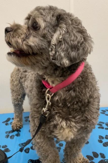 Enlarge Finn, an adopted mixed breed in Memphis, TN image 3/3