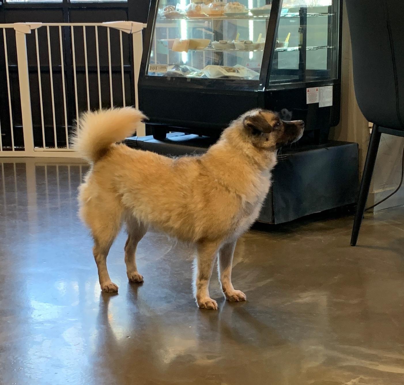 Hera, a Adoptable mixed breed in Duluth, GA image 2/6