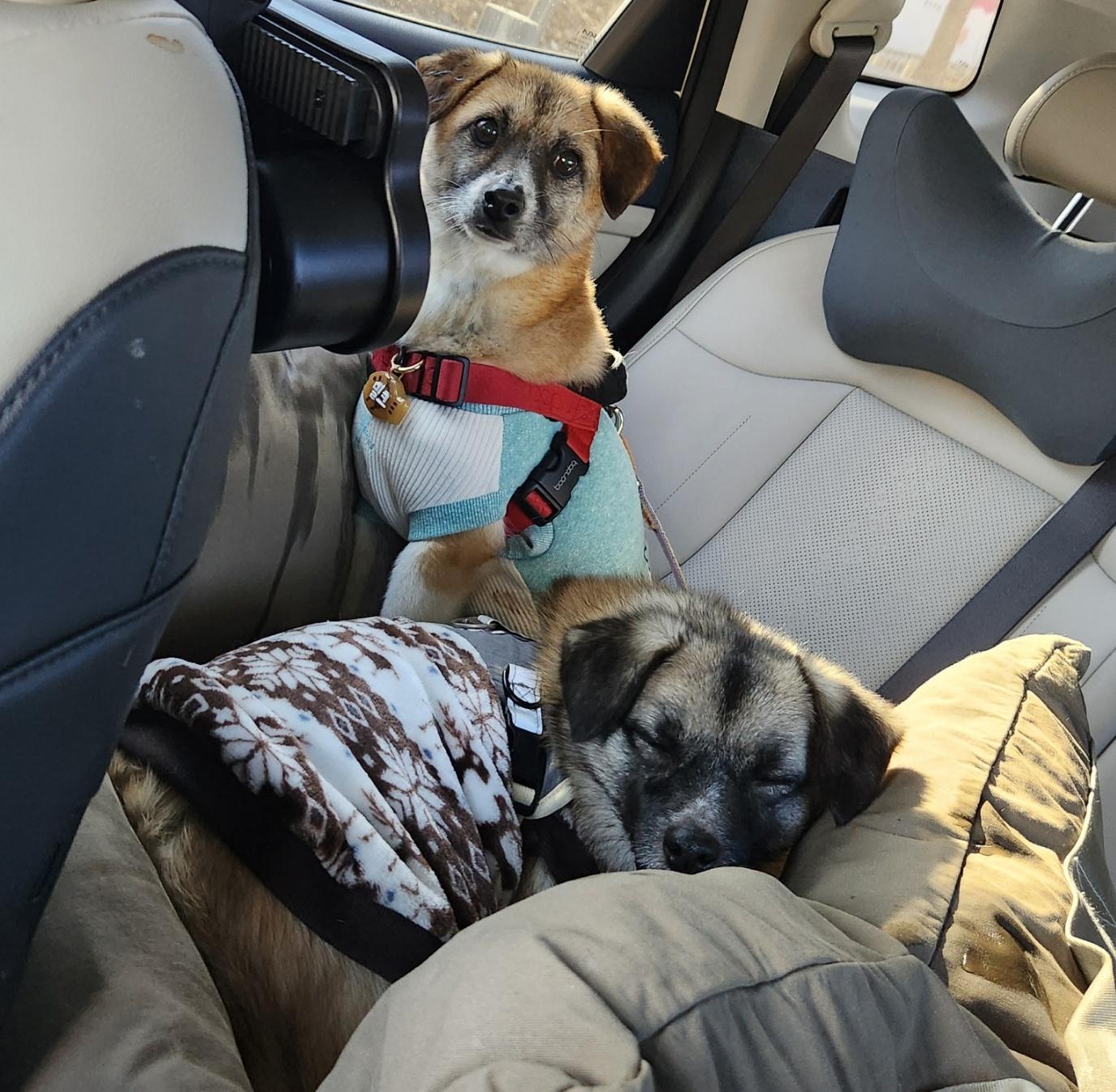 Hera, a Adoptable mixed breed in Duluth, GA image 3/6