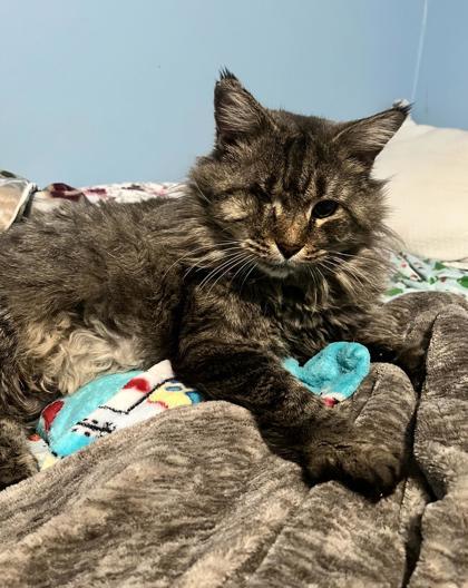 Wild Wes, Adoptable, Adult Male Domestic Long Hair & Domestic Short Hair.