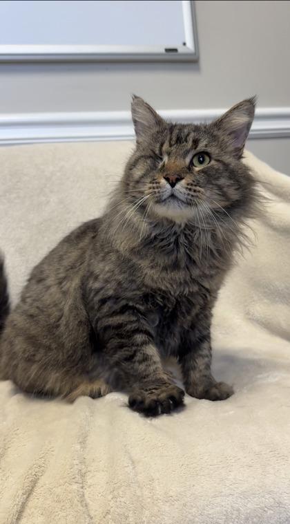 Enlarge Wild Wes, a Adoptable mixed breed in Lawrenceville, GA image 1/3