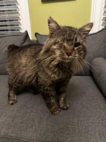 Wild West, Adoptable, Adult Male Domestic Long Hair & Domestic Short Hair.