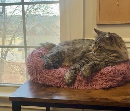 Enlarge Wild Wes, a Adoptable mixed breed in Lawrenceville, GA image 2/3