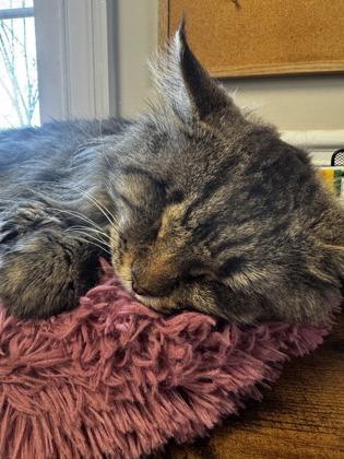 Enlarge Wild Wes, a Adoptable mixed breed in Lawrenceville, GA image 3/3