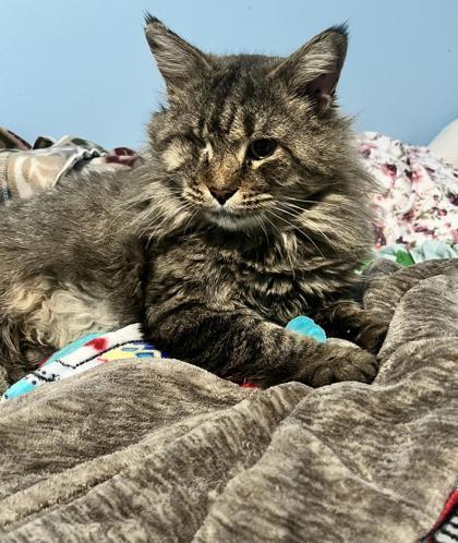 Enlarge Wild Wes, a Adoptable mixed breed in Lawrenceville, GA image 2/2