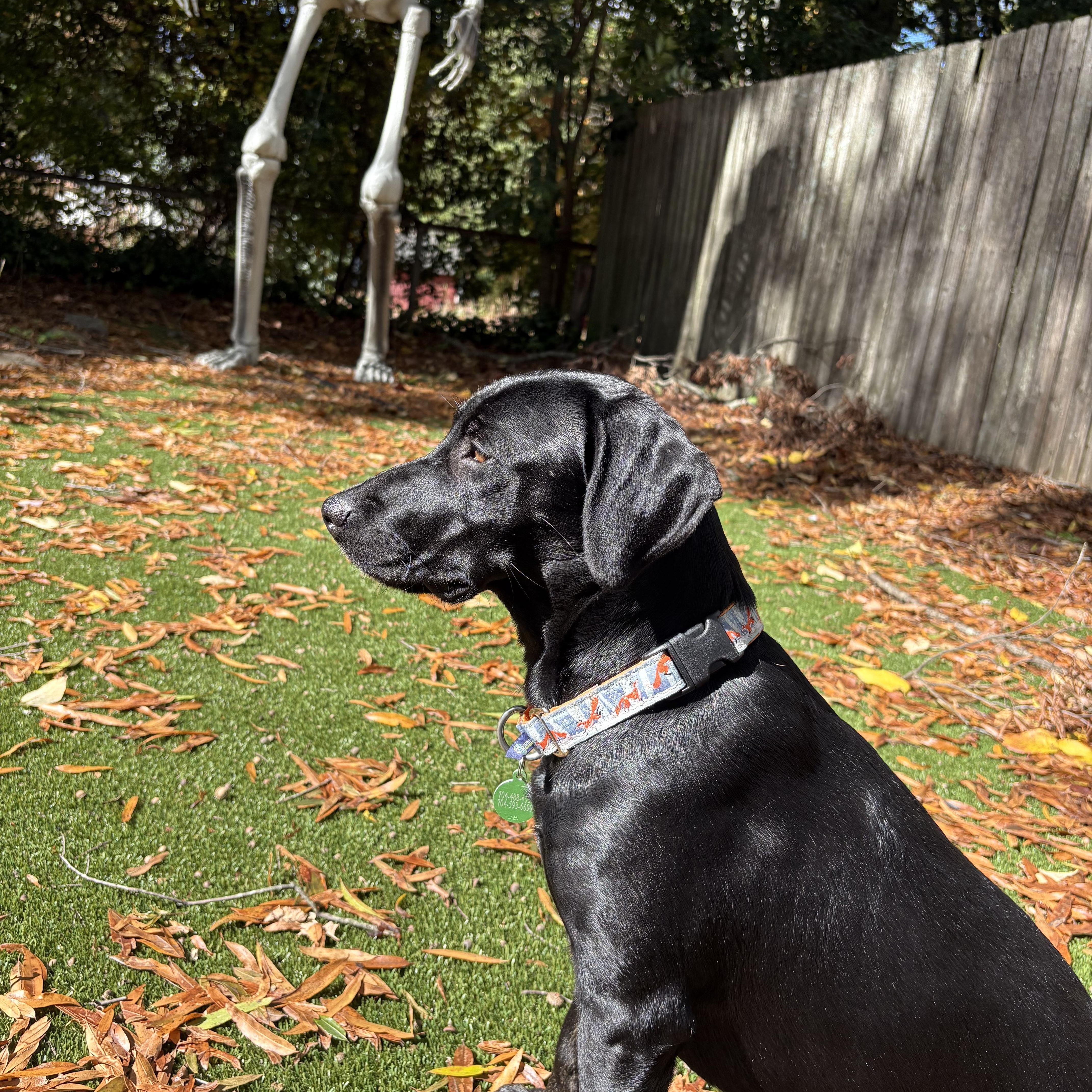 Enlarge Charley, an adopted mixed breed in Charlotte, NC image 4/5