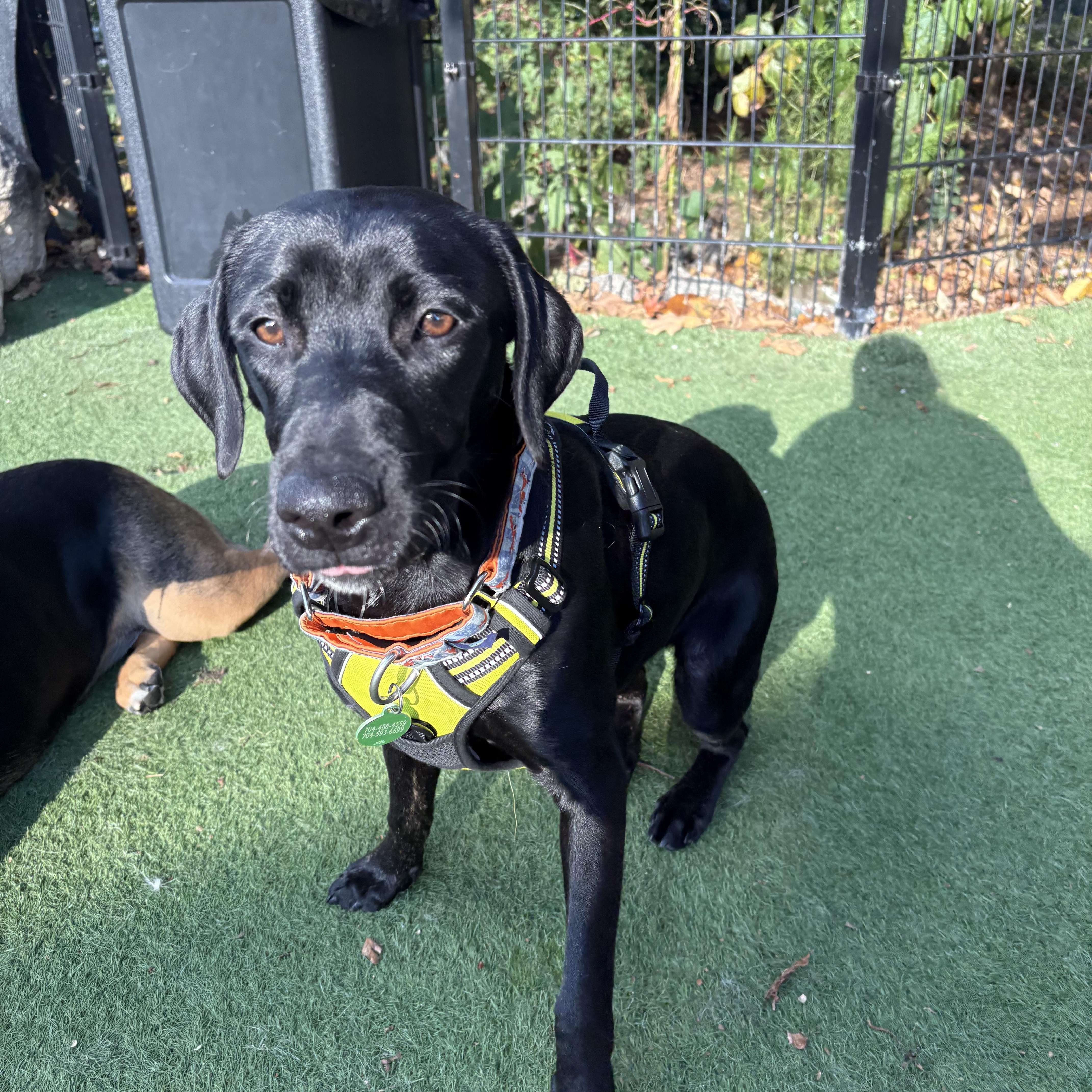 Enlarge Charley, an adopted mixed breed in Charlotte, NC image 5/5