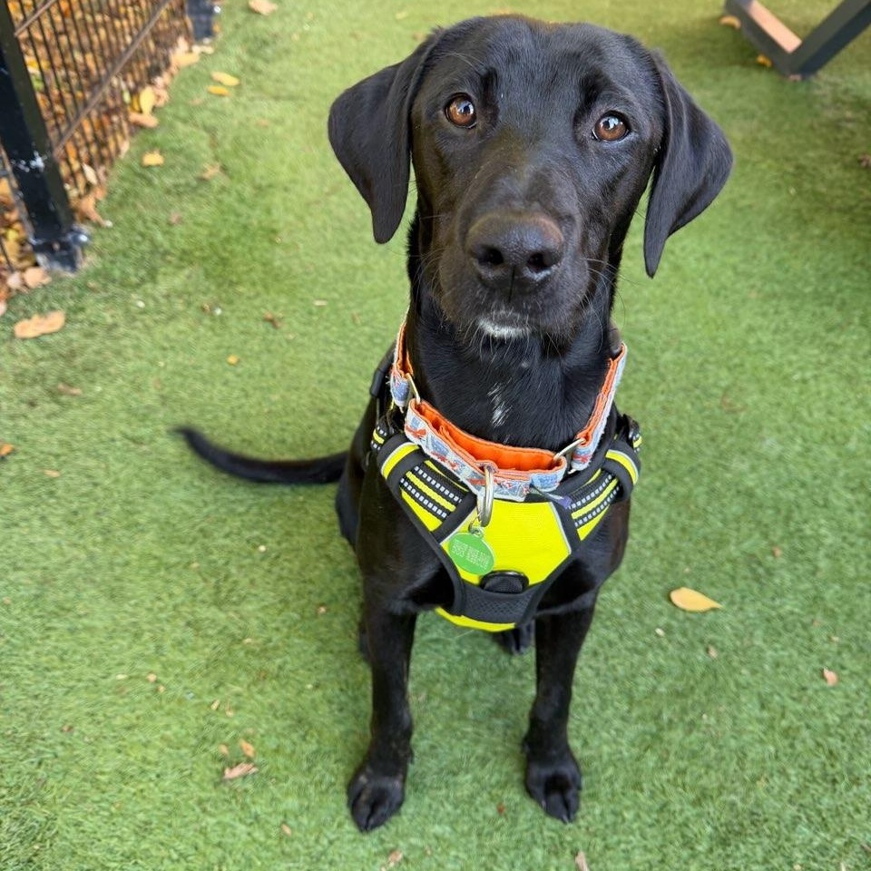 Charley, Adoptable, Young Female Labrador Retriever.