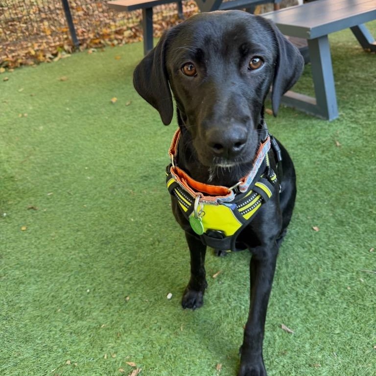 Enlarge Charley, an adopted mixed breed in Charlotte, NC image 3/5