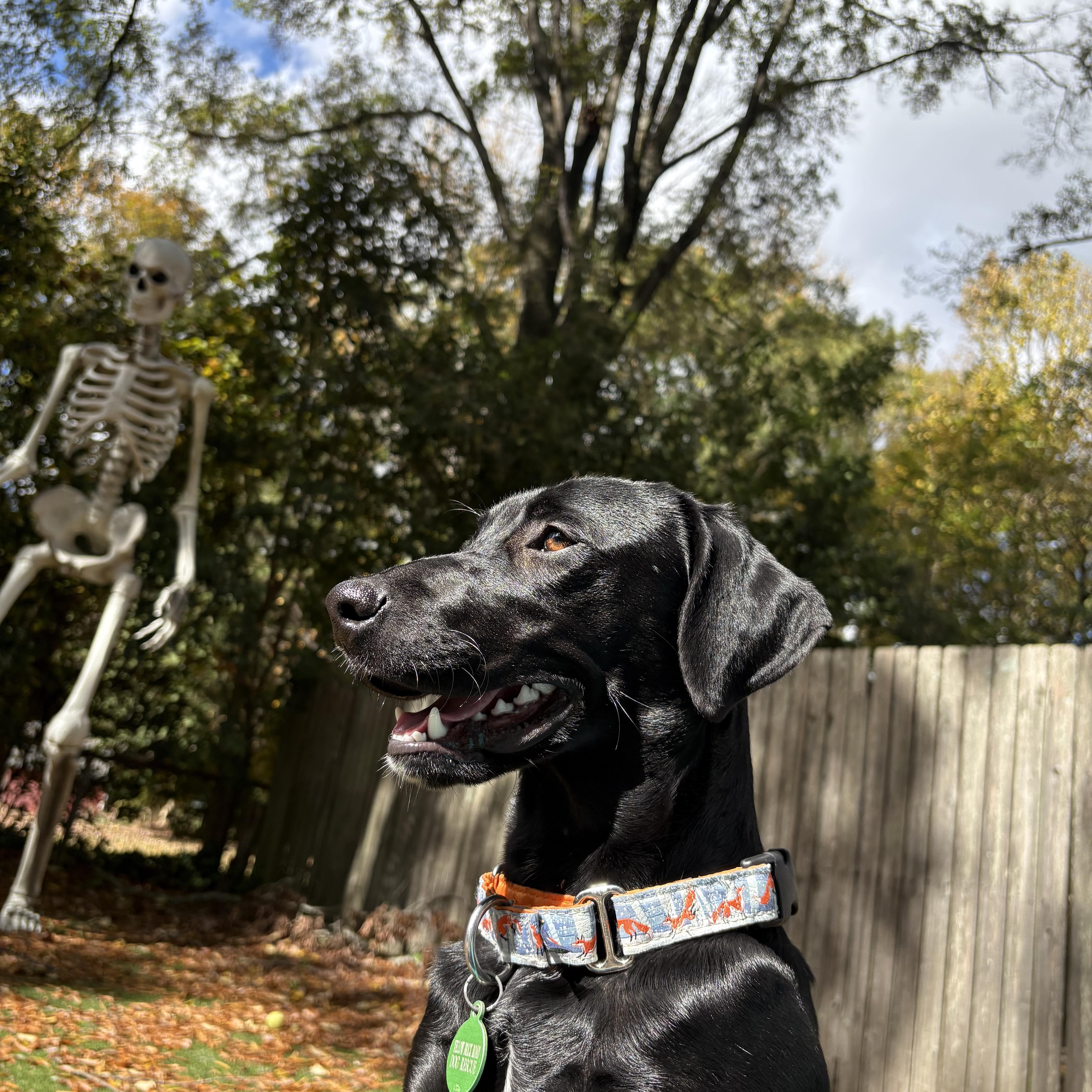 Enlarge Charley, an adopted mixed breed in Charlotte, NC image 2/5