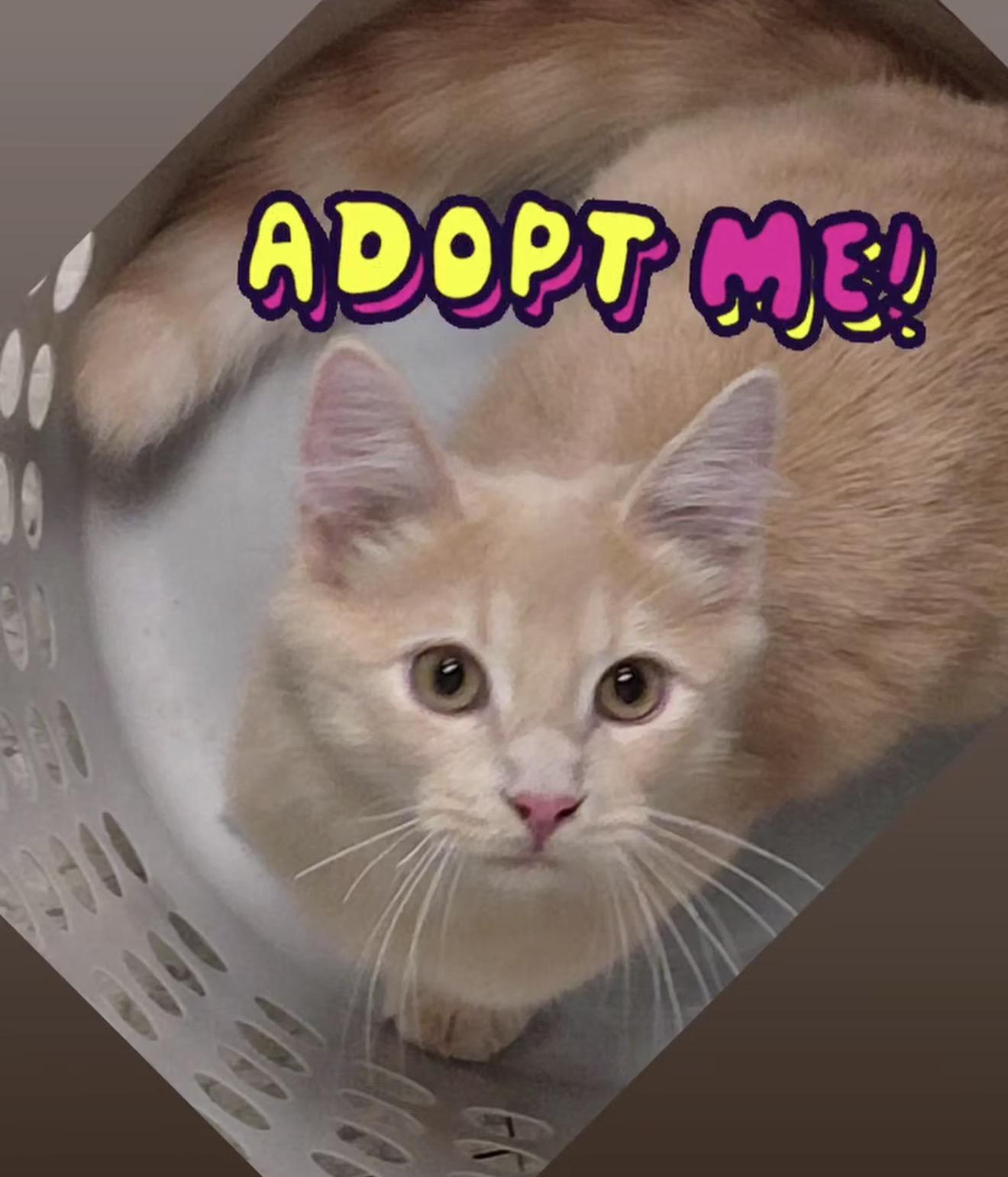 Maurice, Adopted, Young Male Domestic Medium Hair.