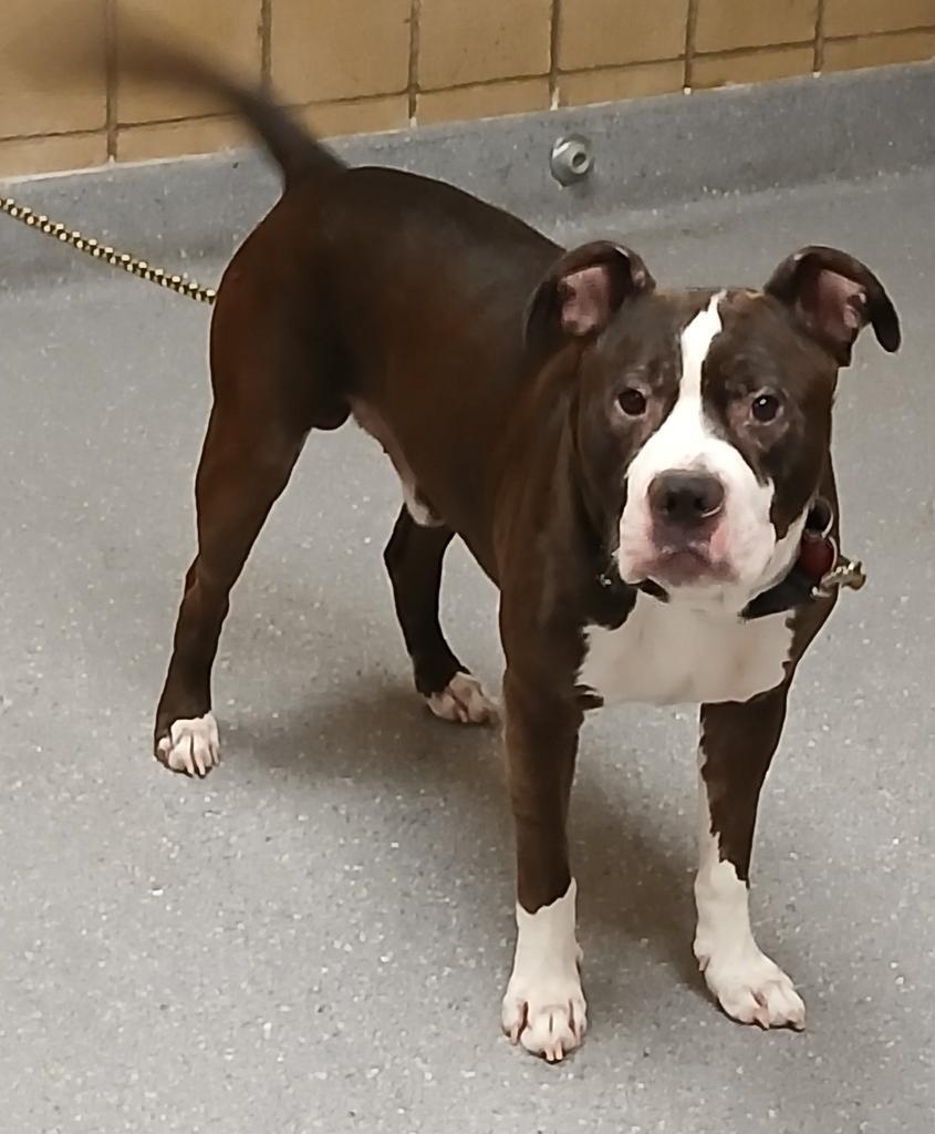 Brody, Adoptable, Adult Male Pit Bull Terrier.