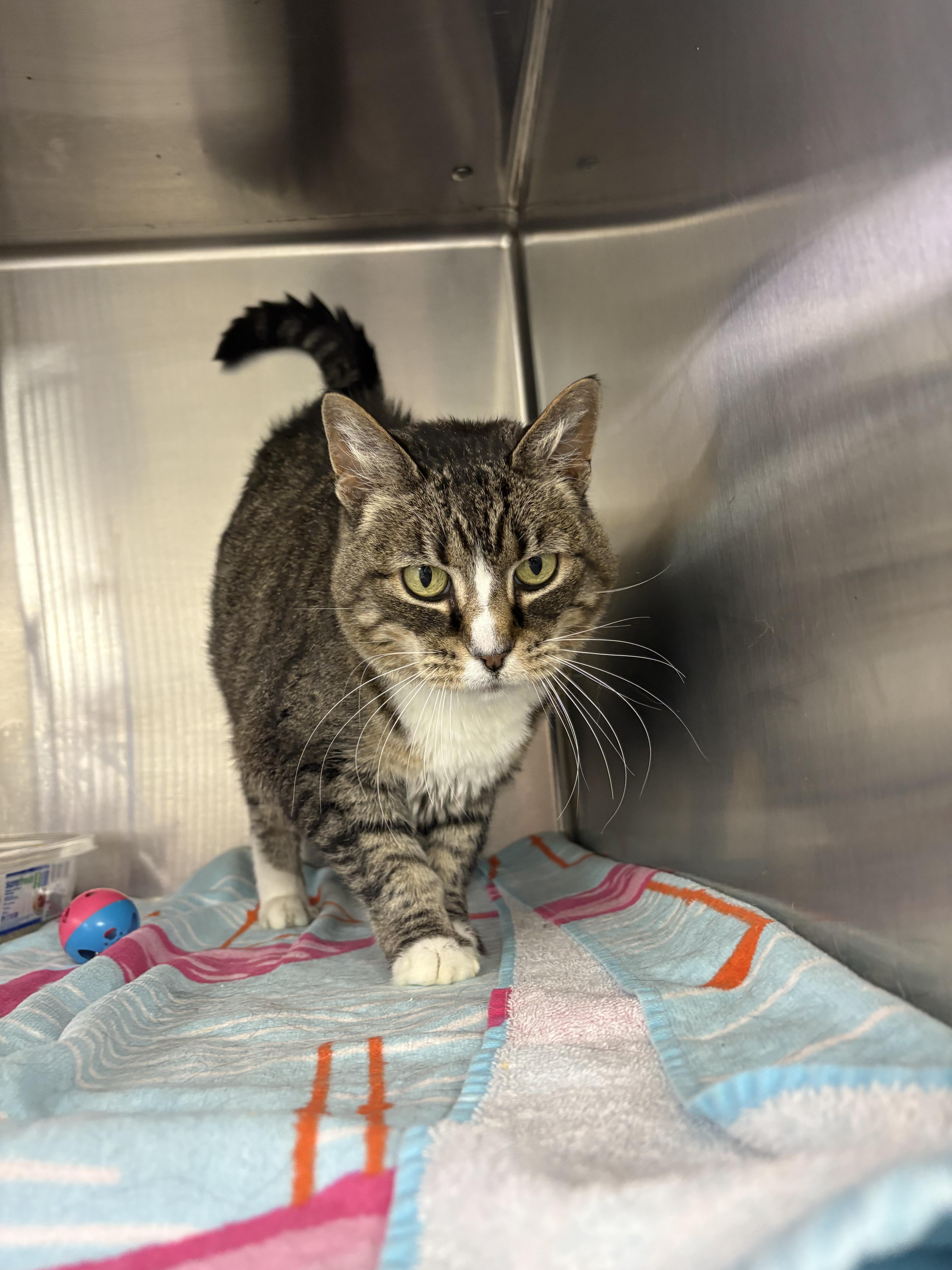 Noodle, Adoptable, Adult Female Domestic Short Hair.