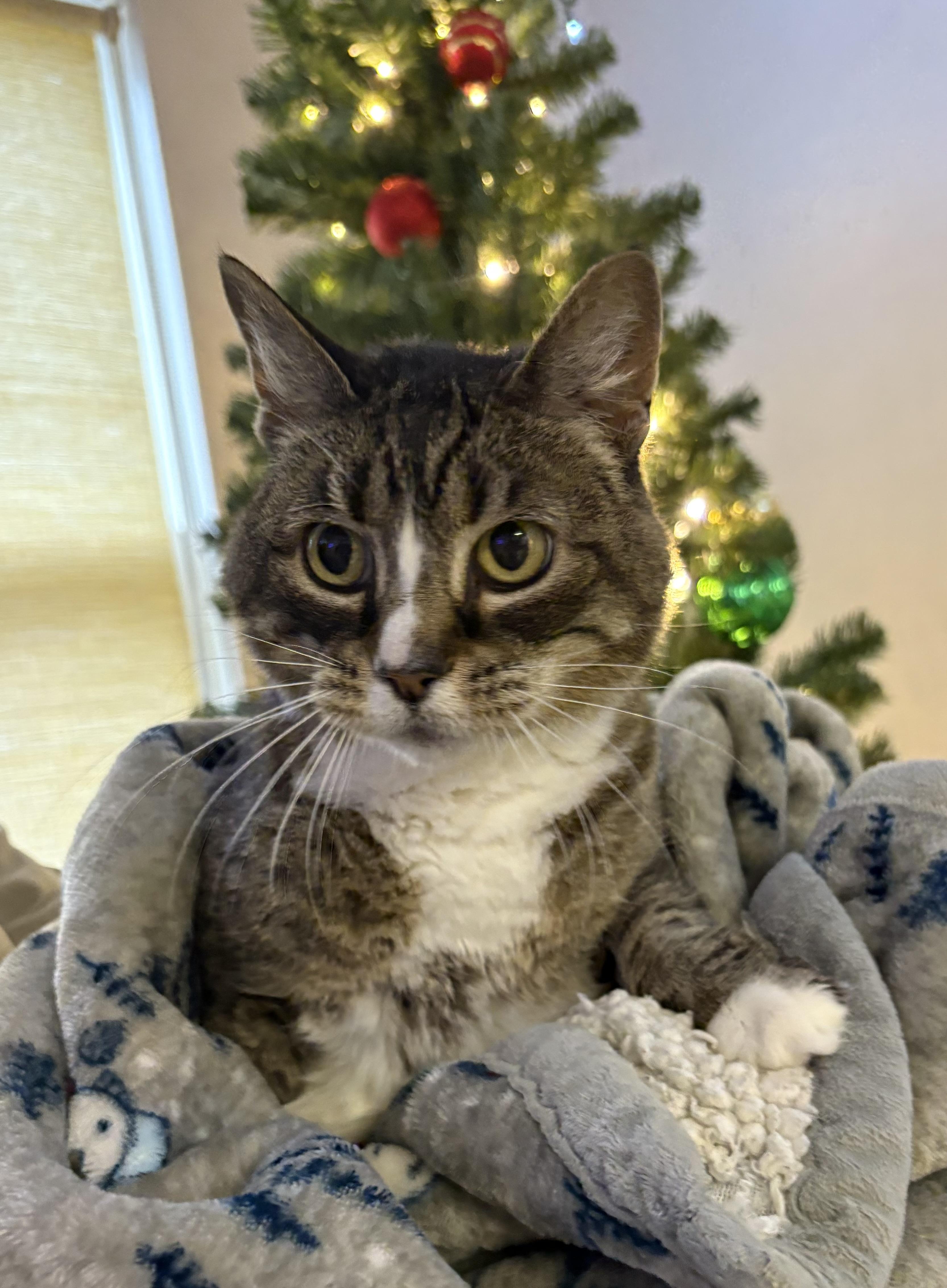 Noodle, a Adoptable Domestic Short Hair in Blue Springs, MO image 1/2