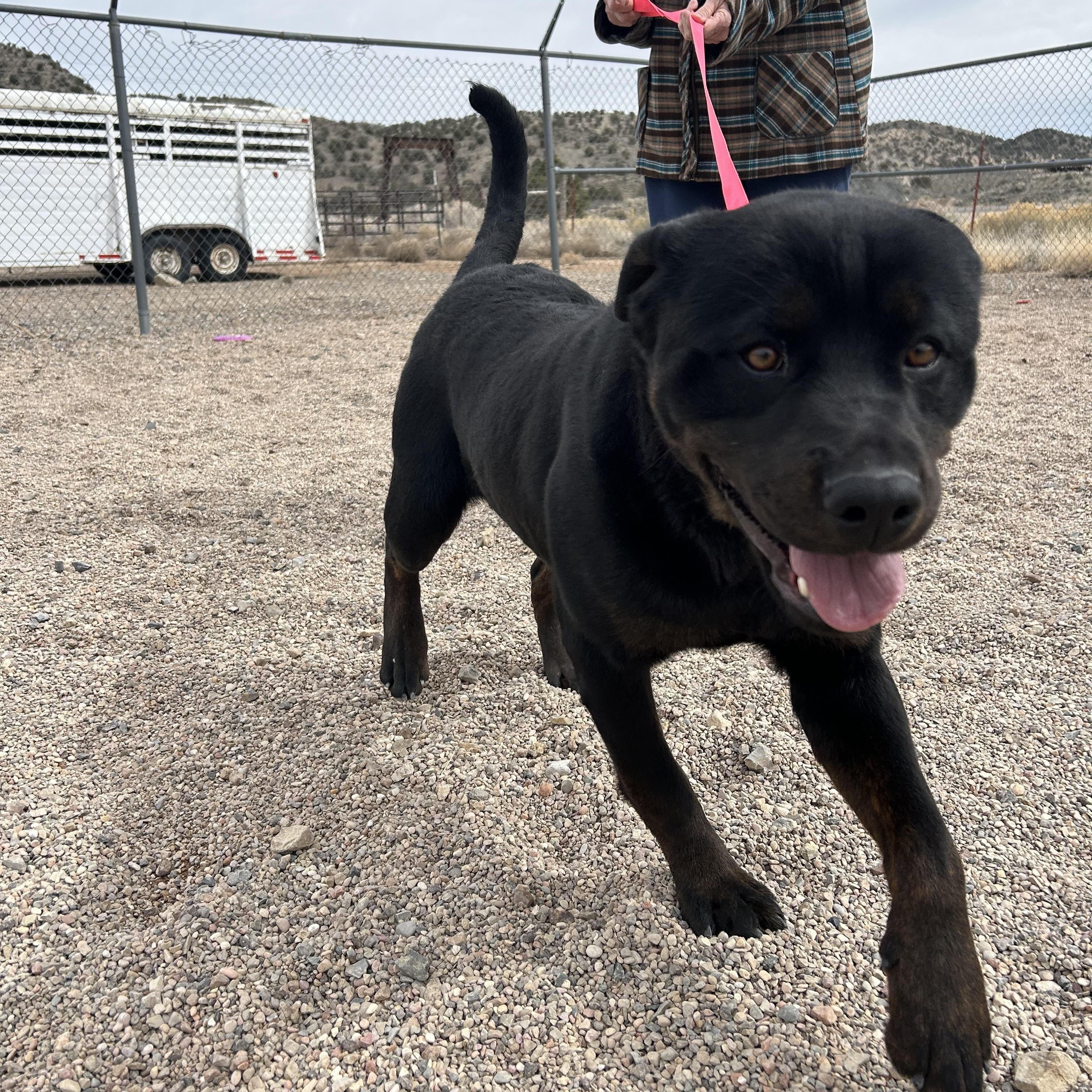 Jodi, a Adoptable mixed breed in Cedar City, UT image 4/4