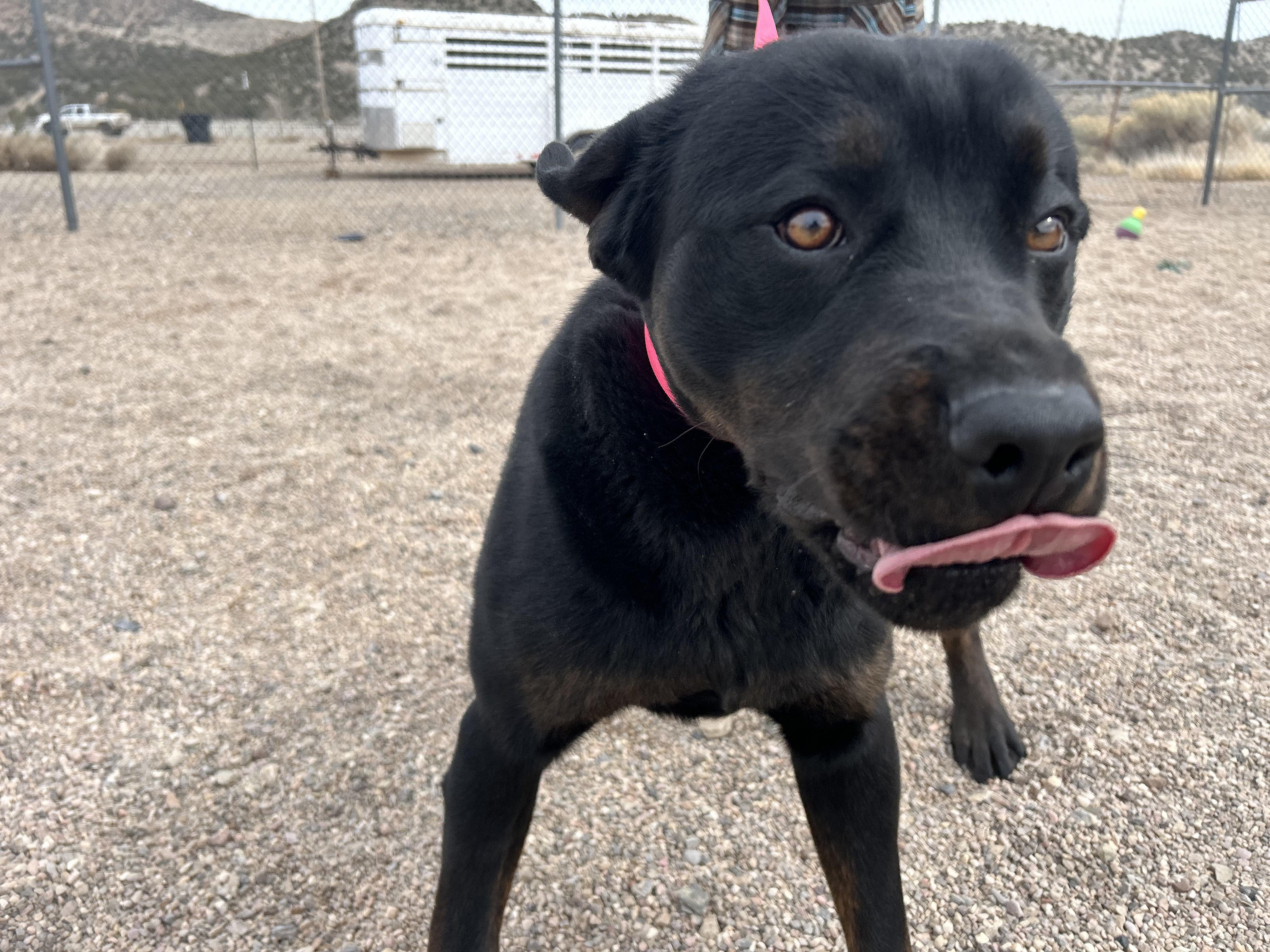 Jodi, a Adoptable mixed breed in Cedar City, UT image 1/4