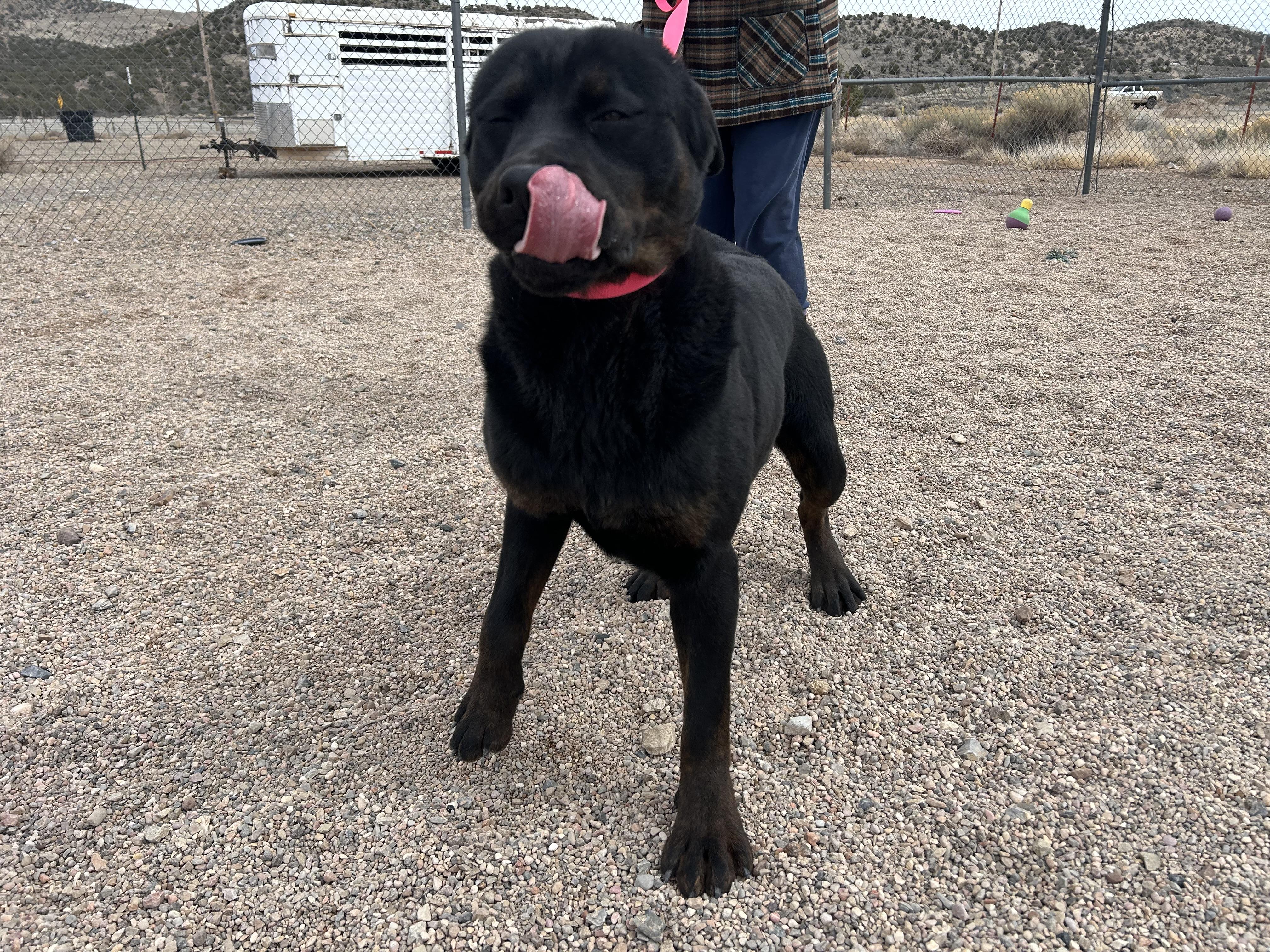 Jodi, a Adoptable mixed breed in Cedar City, UT image 2/4
