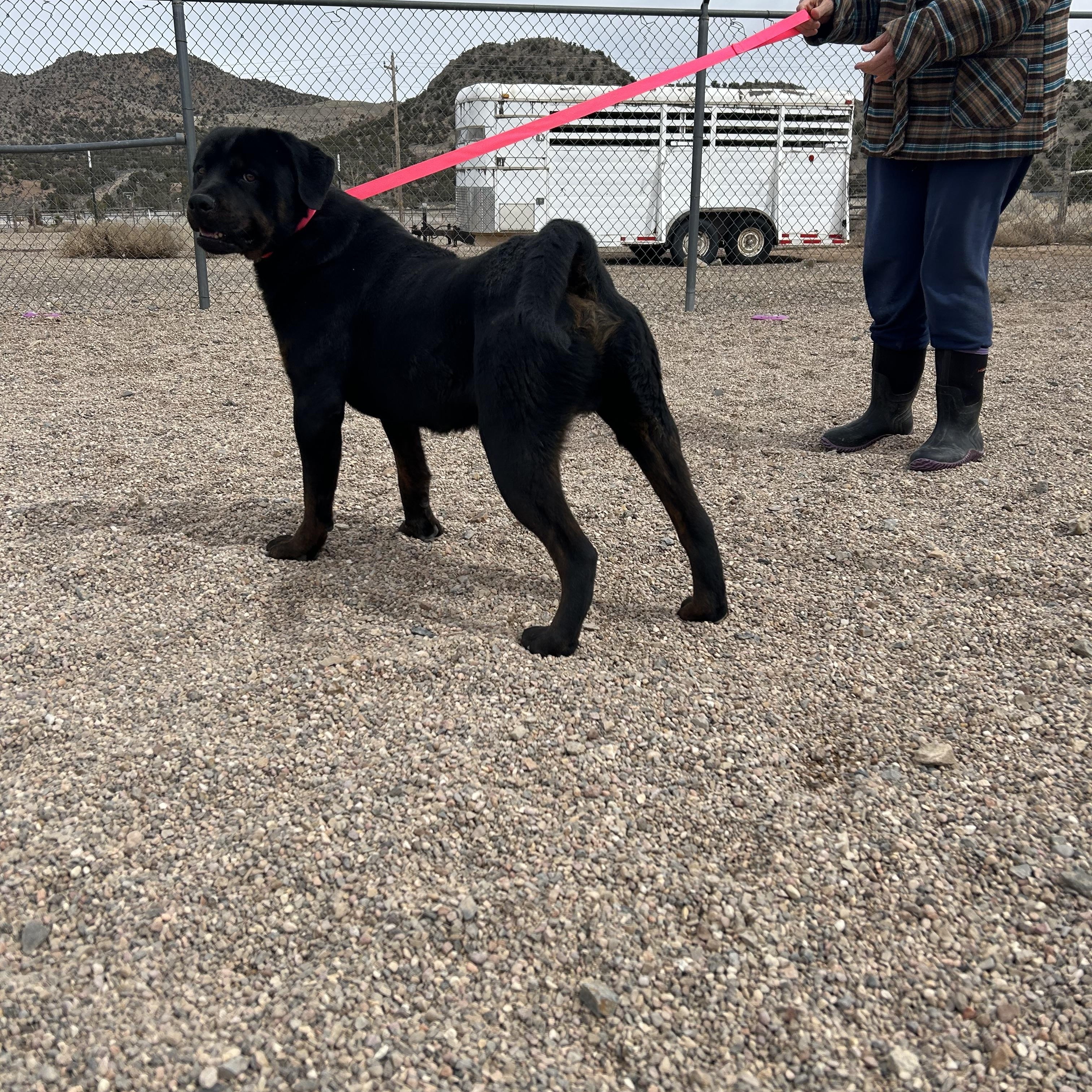 Jodi, a Adoptable mixed breed in Cedar City, UT image 3/4