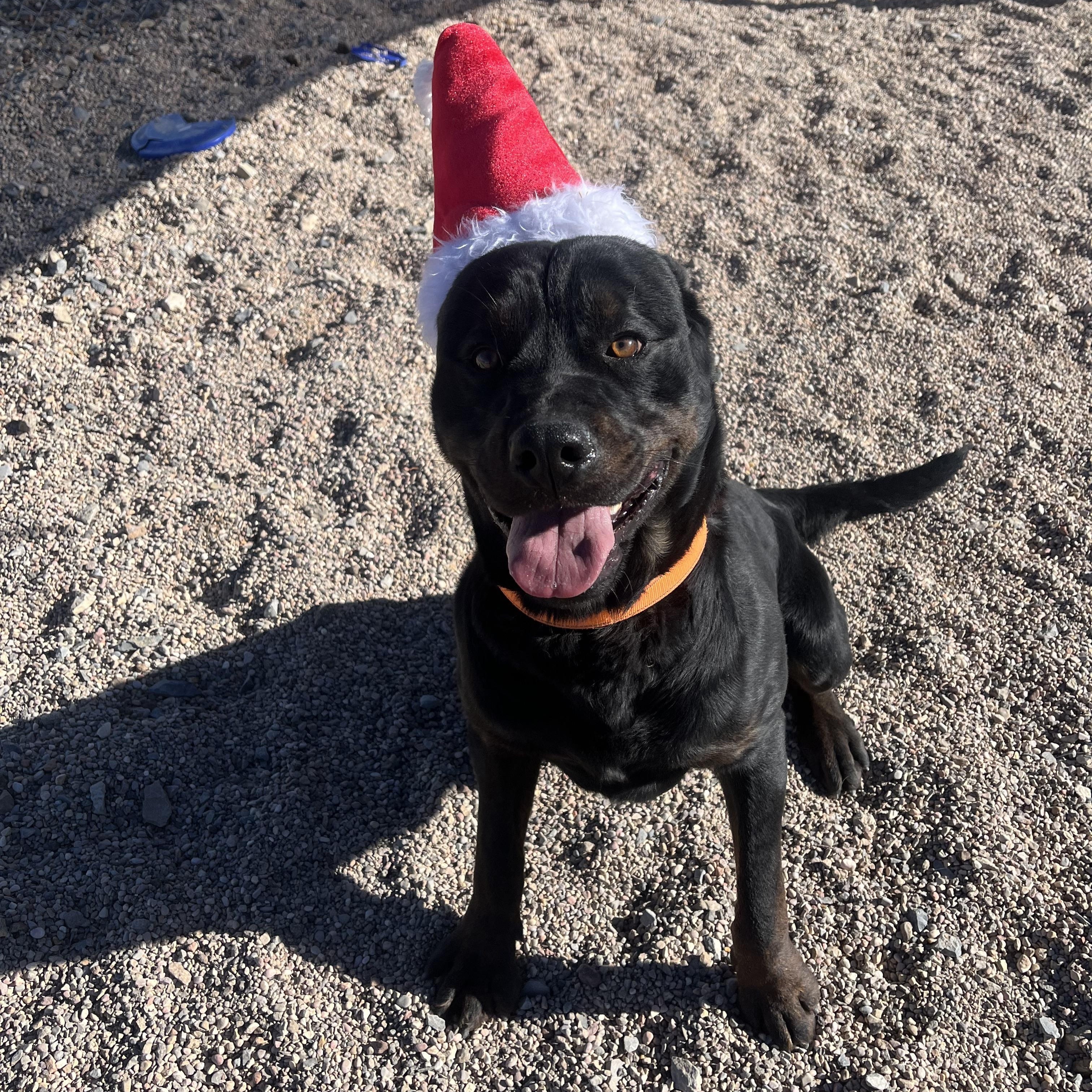 Jodi, adoptable, Adult Male Rottweiler & Cane Corso.