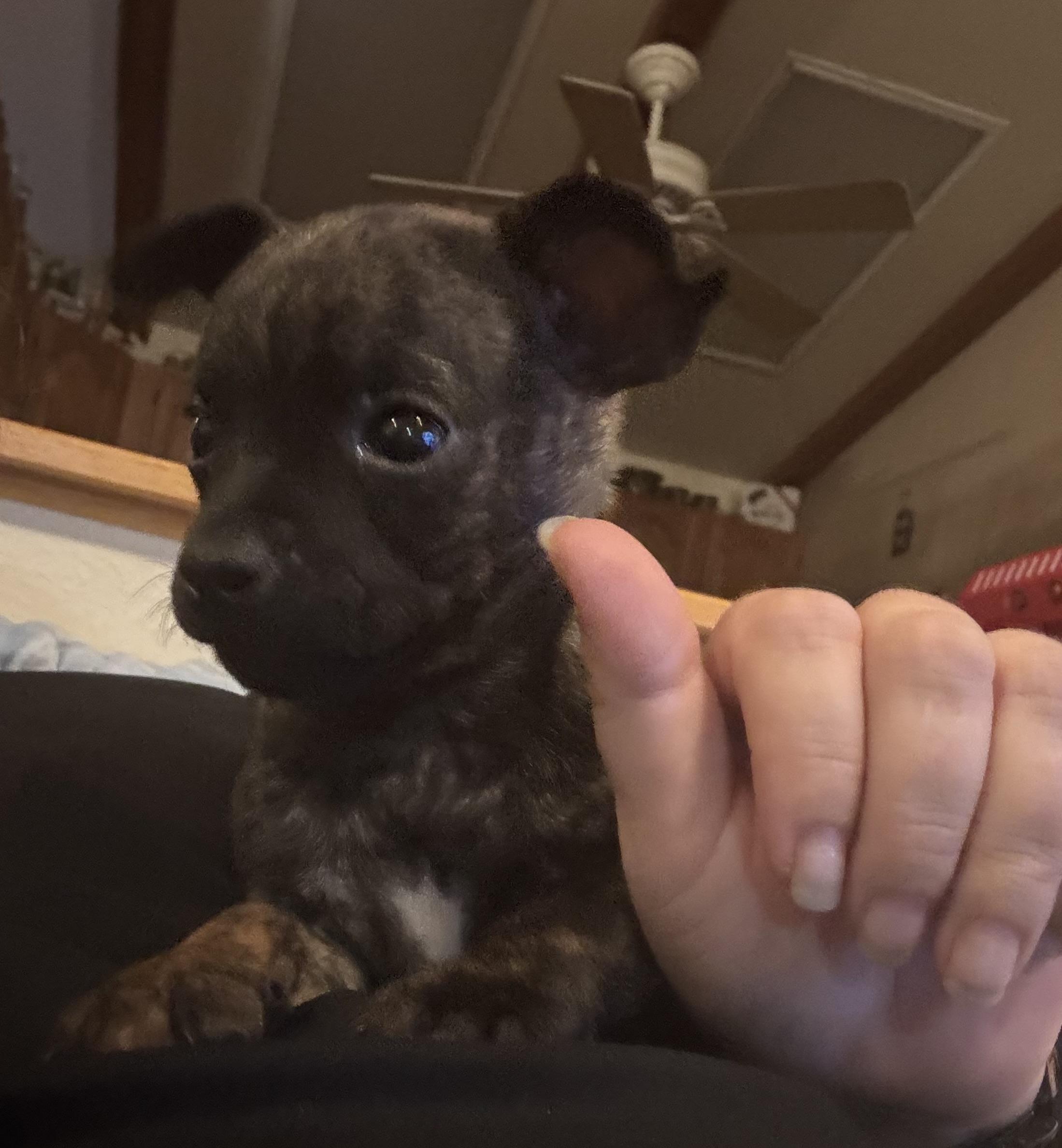 Phil, ADOPTABLE, Puppy Male Chihuahua.