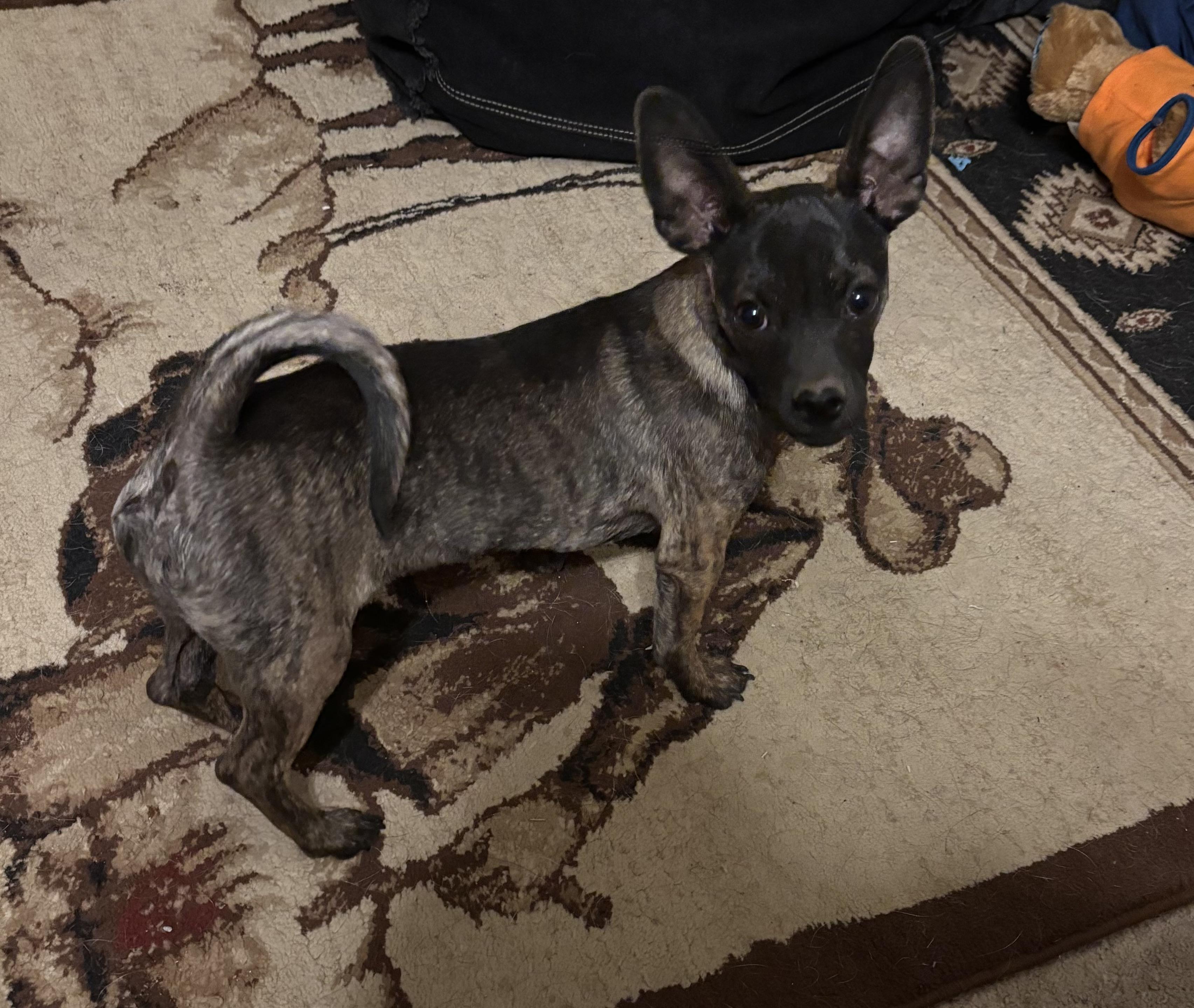 Twig aka Phil, adoptable, Puppy Male Chihuahua.