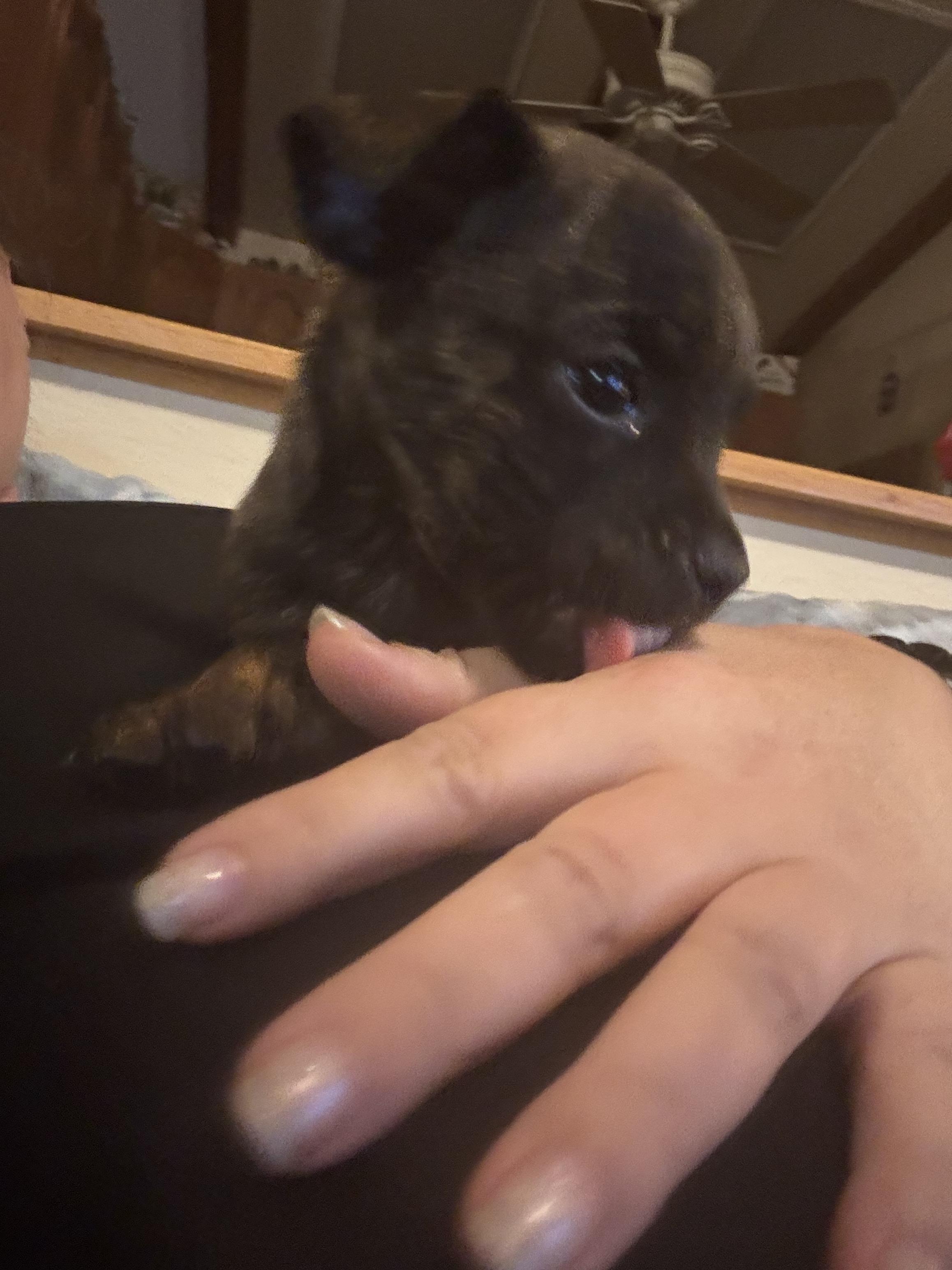 Enlarge Phil, a ADOPTABLE mixed breed in Huachuca City, AZ image 2/6