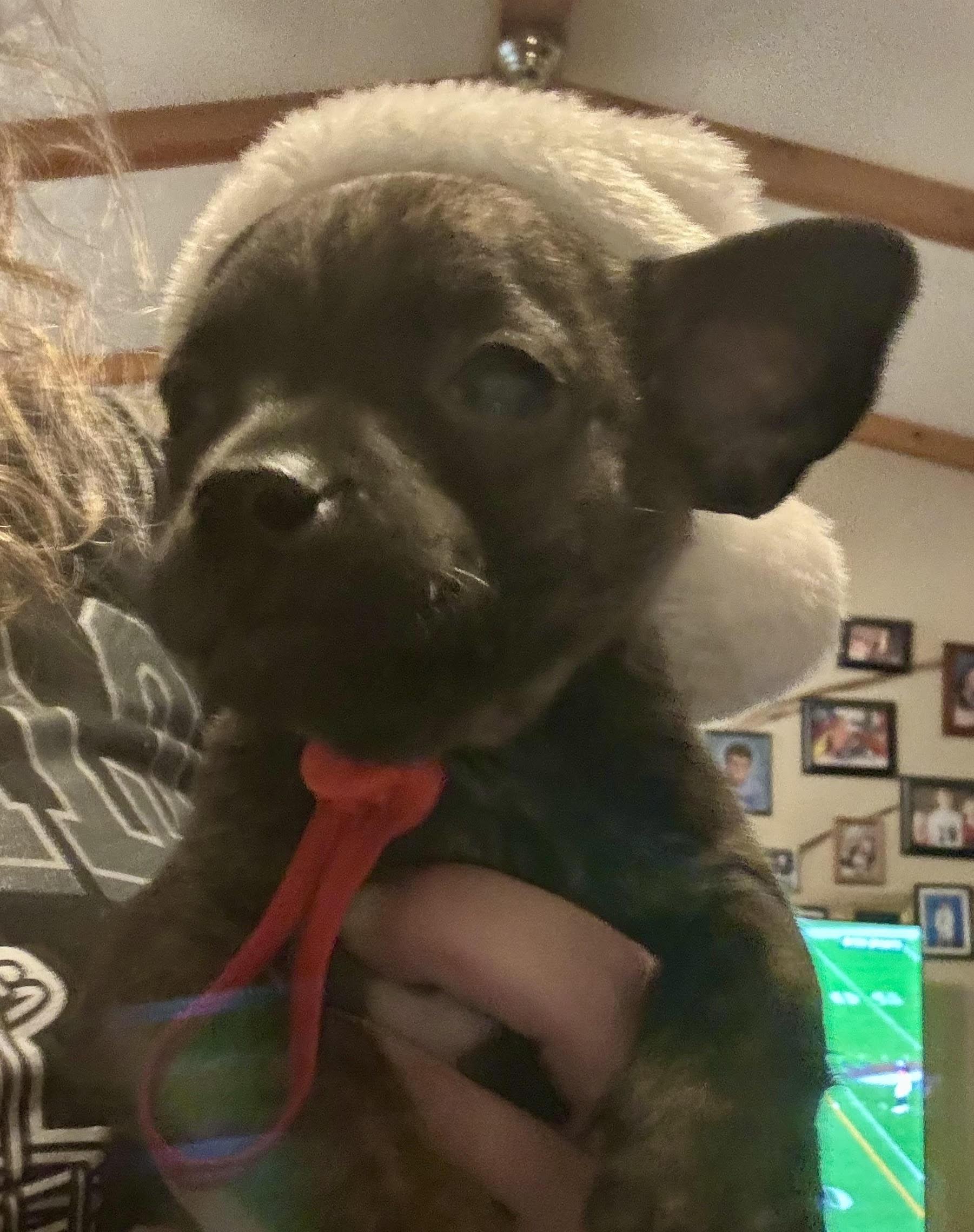 Enlarge Phil, a ADOPTABLE mixed breed in Huachuca City, AZ image 3/6