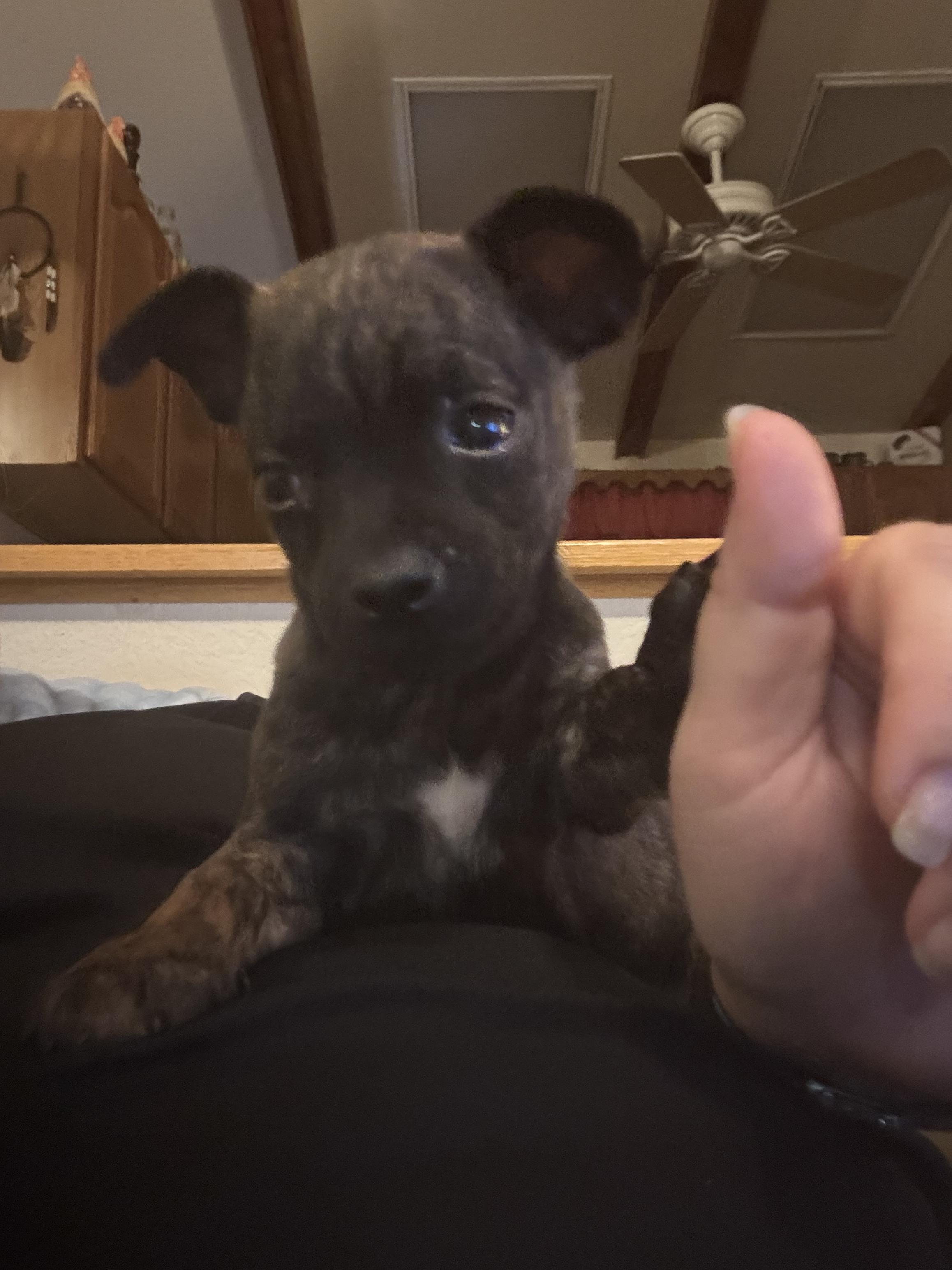 Enlarge Phil, a ADOPTABLE mixed breed in Huachuca City, AZ image 4/6