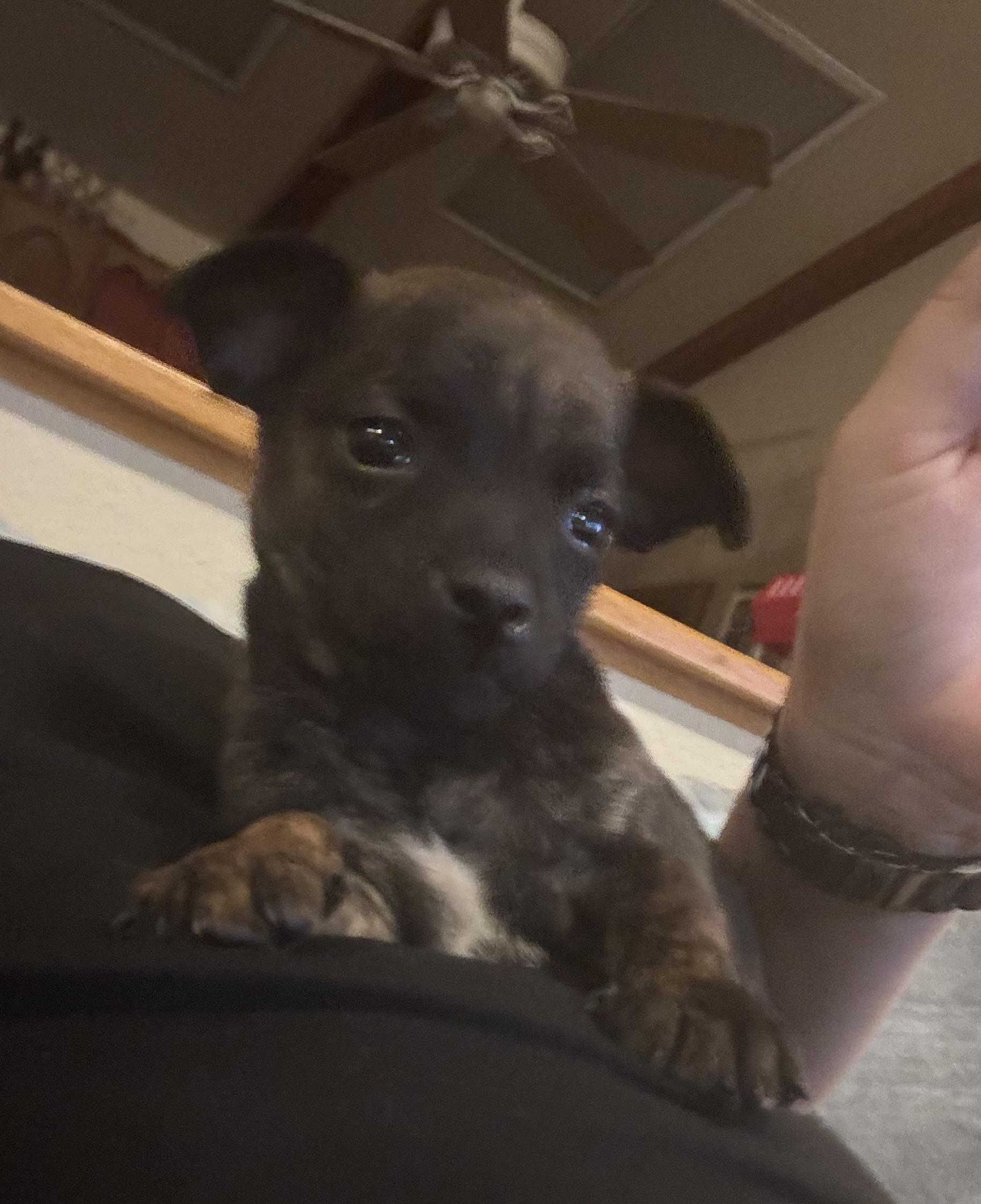 Enlarge Phil, a ADOPTABLE mixed breed in Huachuca City, AZ image 5/6