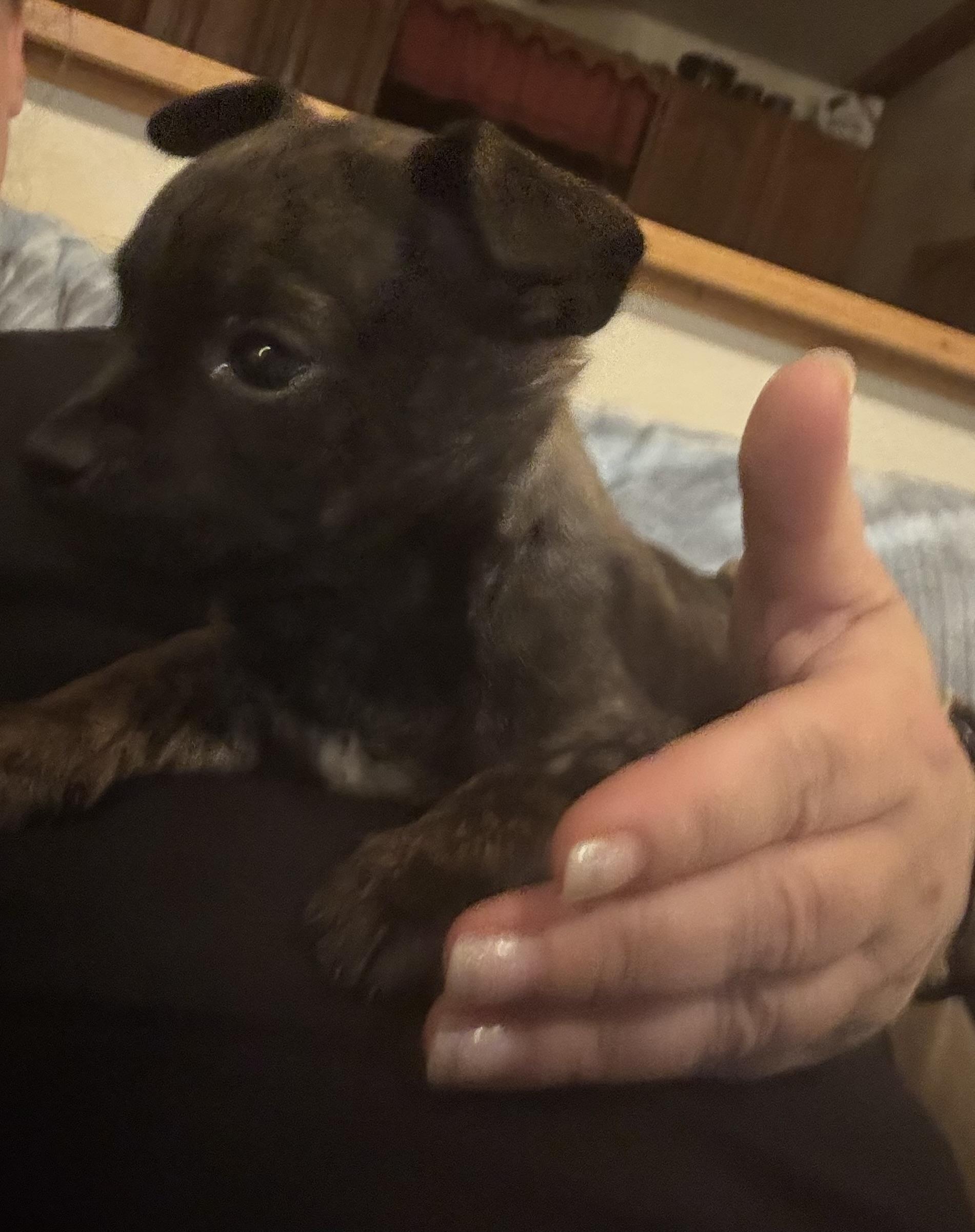 Enlarge Phil, a ADOPTABLE mixed breed in Huachuca City, AZ image 6/6