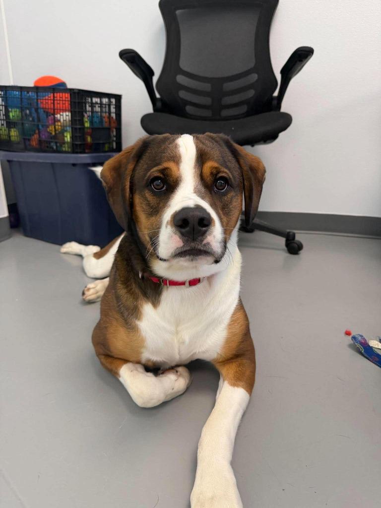 Max, Adoptable, Young Male Mixed Breed.